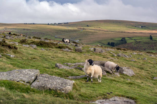 istock Black face sheep on Dartmoor 1833322296
