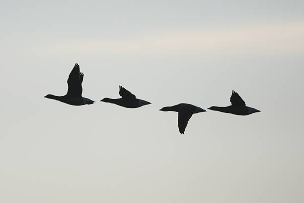 Panoramic image of flock of geese bathing in tidal flats on Langeoog island in wadden sea national park in Lower Saxony, Germany. The wadden sea national park is habitat for many different kinds of birds.