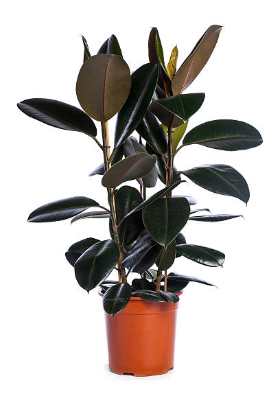 Elastic ficus Ficus elastica houseplant indian rubber houseplant stock pictures, royalty-free photos & images