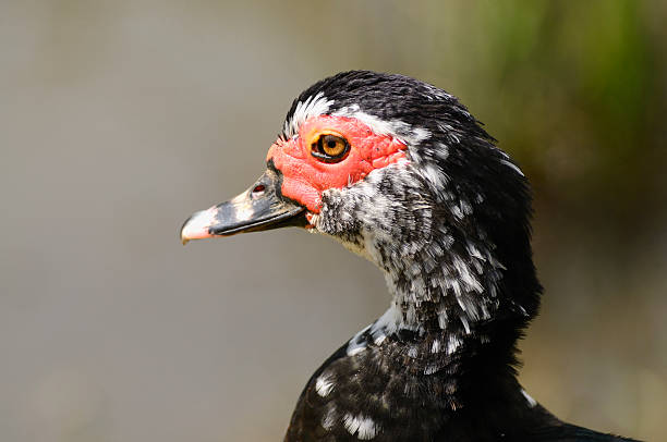 Clearly the epitome of the ugly duck, but his mother loved him I bet.