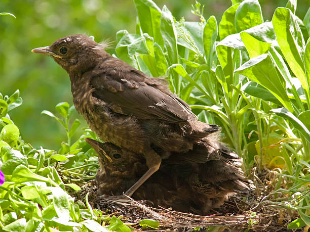 I am bigger then you - blackbird babies in nest 10 days old blackbird babies in the nest. 3 days later they left the nest. They start to train the muscles and looking into the world. Sometimes they need a higher point - and sometimes the brother :) More of this series in my portfolio aufzucht stock pictures, royalty-free photos & images