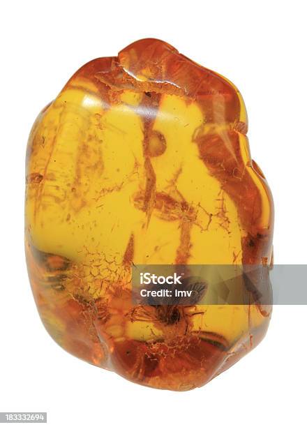 Photo libre de droit de Baltic Amber Avec Insecte À Lintérieur banque d'images et plus d'images libres de droit de Ambre - Ambre, Blanc, Diptère