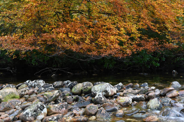 Autumn colours on the River Finnan, the Highlands of Scotland stock photo