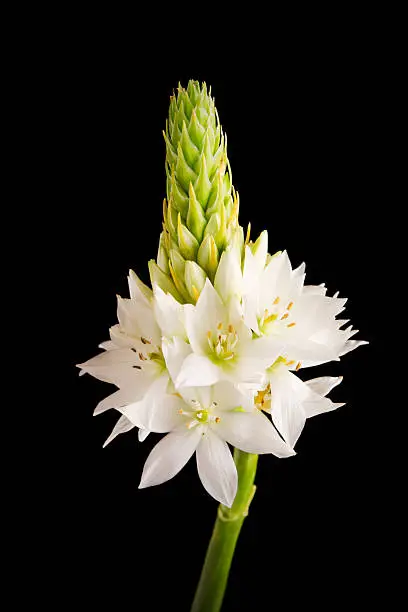 The Star of Bethlehem Flower is a Christmas tradition showing a starlight shape. The black background sets off the shape and delicate petals of the flowers.