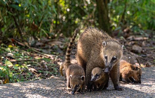 Coati Mother and Young at the breathtaking mighty Iguazu Falls in Iguazu National Park on the Boarder of Argentina and Brazil, South America