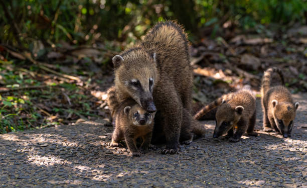 Coati Mother and Young at the breathtaking mighty Iguazu Falls in Iguazu National Park on the Boarder of Argentina and Brazil, South America Coati Mother and Young at the breathtaking mighty Iguazu Falls in Iguazu National Park on the Boarder of Argentina and Brazil, South America misiones province stock pictures, royalty-free photos & images
