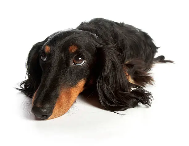 A ridiculously cute long-haired daschund looks up pleadingly.