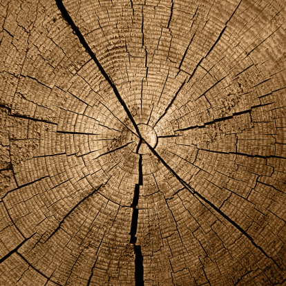 Cut, slice, section of larch tree wood isolated on a white background.  Macro shot of a cut tree with annual rings. Stump, trunk of an old tree.