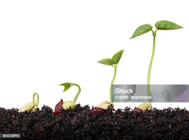 Plantas - Fotografias de stock e mais imagens de Fundo Branco - Fundo Branco, Planta nova, Feijão