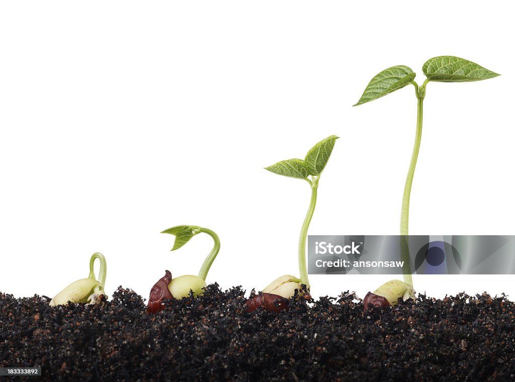 Растения - Стоковые фото Белый фон роялти-фри