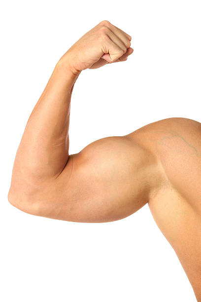 bíceps muscular - flexing muscles men human muscle human arm - fotografias e filmes do acervo