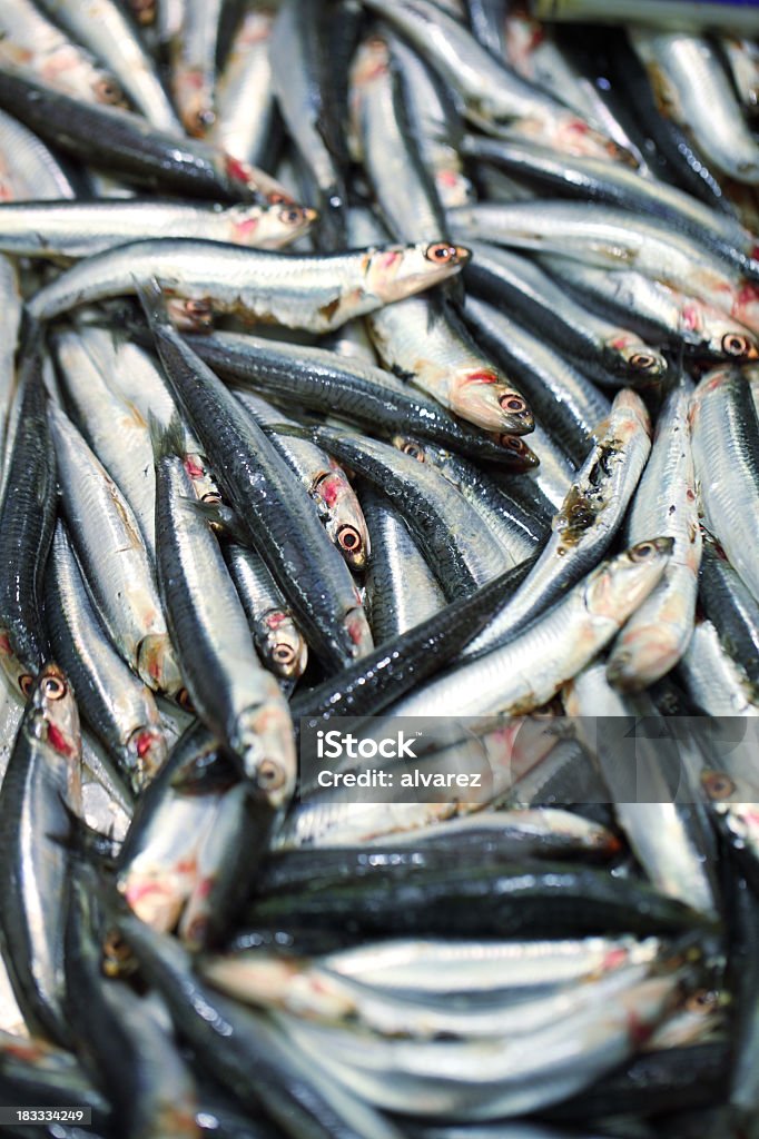Sardines at Fish Market Picture taken in a supermarket in Spain. The image depicts sardine  fish freshly preserved in ice. Animal Stock Photo