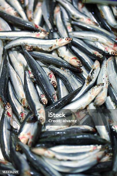 Sardines At Fish Market Stock Photo - Download Image Now - Animal, Catch of Fish, Dead Animal
