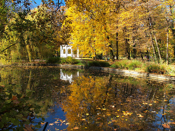 jesień foliagé - foliagé zdjęcia i obrazy z banku zdjęć