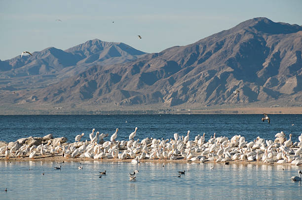 istock Migrating white pelicans on Salton Sea in California 183334325