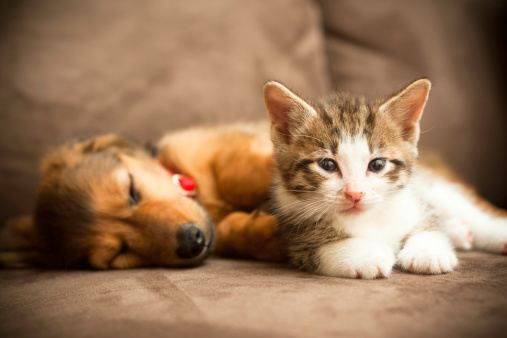 A friendly puppy and a kitten lie together on a couch