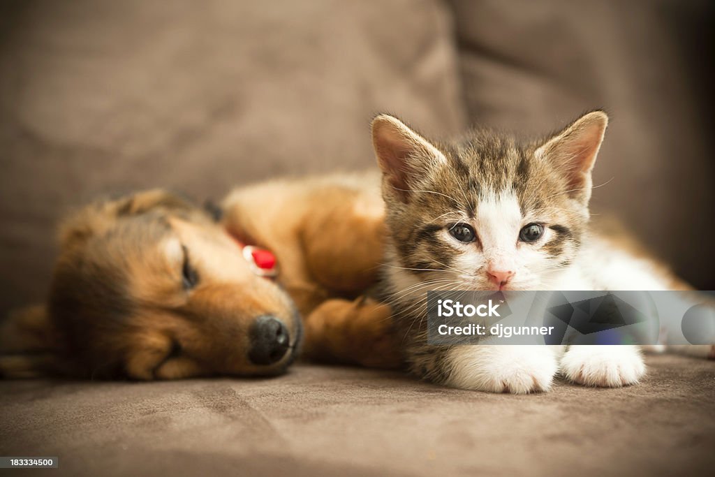 Puppy and Kitten A friendly puppy and a kitten lie together on a couch Dog Stock Photo