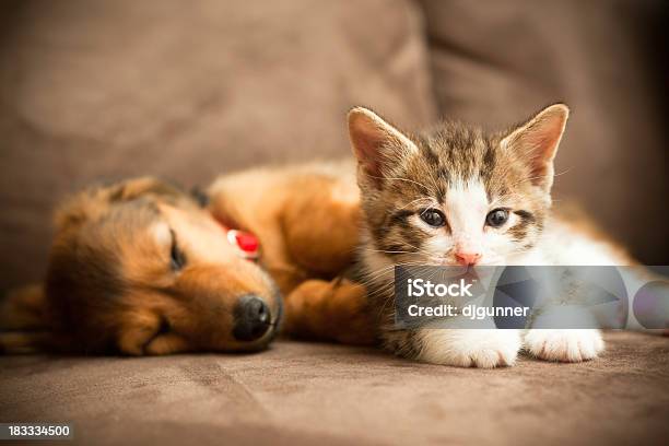 Puppy And Kitten Stock Photo - Download Image Now - Dog, Domestic Cat, Kitten