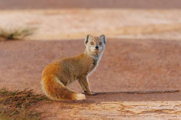 istock Yellow mongoose stands on the ground and looks up curiously at something 1833346316