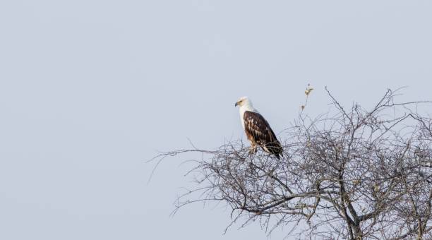 istock Majestic African fish eagle perched atop a tall, leafy tree against a bright blue sky background 1833346324