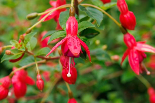 istock Vibrant image showcases a Fuchsia flowers with delicate red blooms sprouting from its stems 1833346854