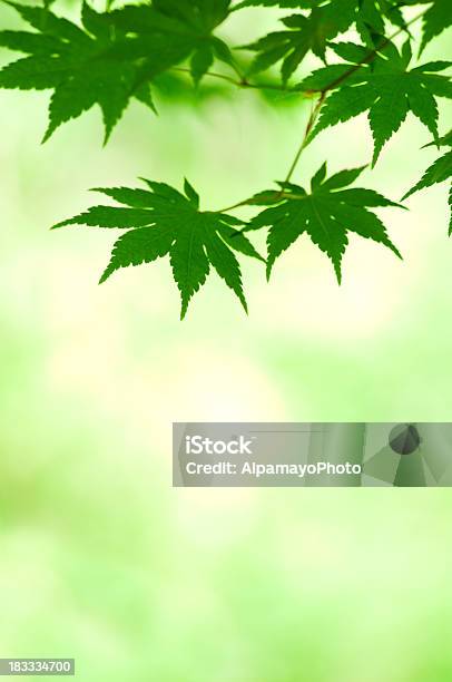 Acer Palmatum In Spring V Stock Photo - Download Image Now - Awe, Backgrounds, Blossom