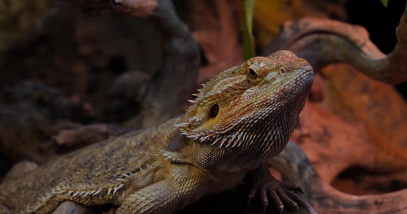 Bearded agama dragon lizard close-up sits on stones in a terrarium. Close-up of the beautiful face of a bearded dragon lizard resting calmly in a terrarium. Dragon lizard concept.