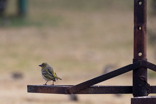 A small bird perched atop a rusty metal pole, its beady eyes surveying the surrounding area