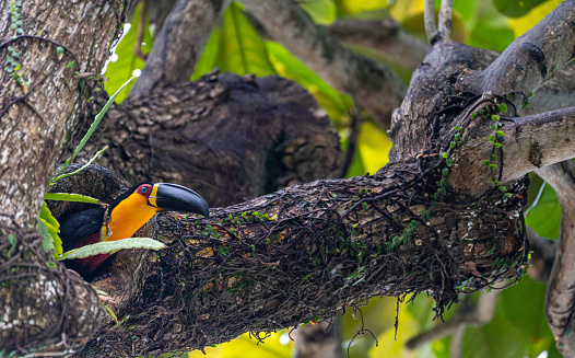 Wild red-breasted toucan  in the Tijuca National Park in Rio De Janeiro,  Brazil, South America