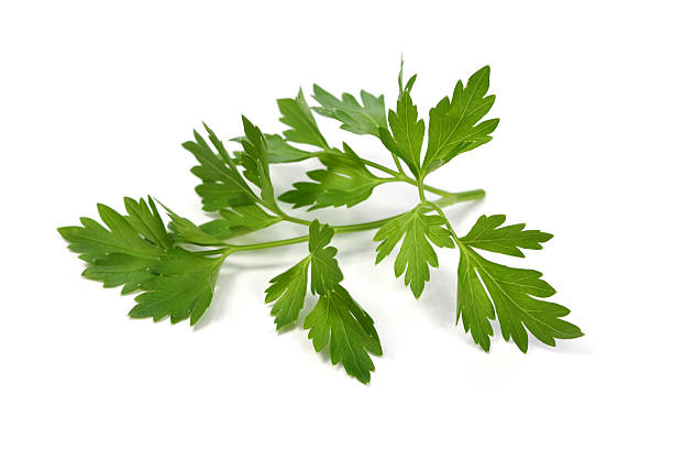 prezzemolo a foglia - parsley spice herb garnish foto e immagini stock
