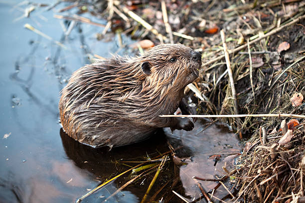 Young American Beaver at Base of Beaver Lodge Young beaver coming out of the water terryfic3d stock pictures, royalty-free photos & images