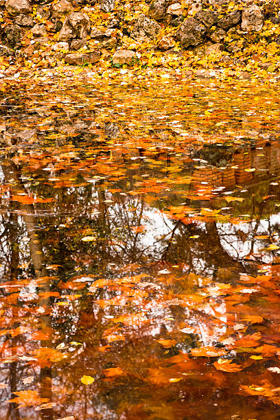 Autumn scene Autumn scene maclura pomifera stock pictures, royalty-free photos & images