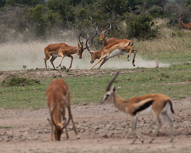 istock Two Male Impalas in Battle Kenya 183335167