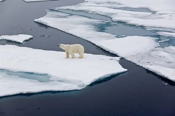One polar bear on pack ice surrounded by water. Symbolic for climate situation in the arctic. Symbol for endangered wildlife by global warming. The picture is taken between Franz Josef Land and North pole in the russian arctic. Wildlife shot with plenty of copy space.