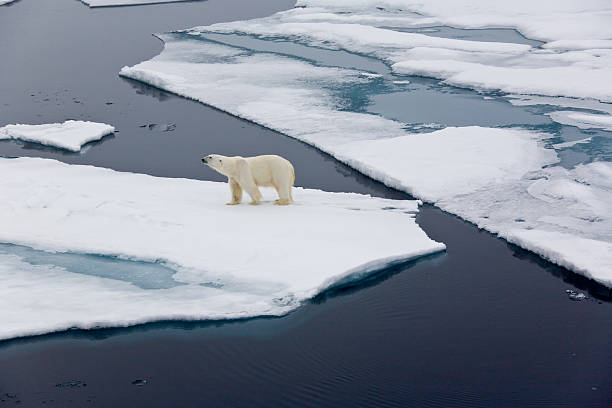 niedźwiedź polarny na lód dryfujący - polar bear global warming ice bear zdjęcia i obrazy z banku zdjęć