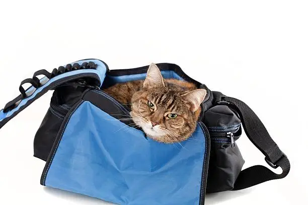 Brown cat in blue, black pet carrier isolated on white