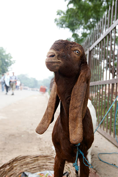 istock Brown goat on the street in India 183335556