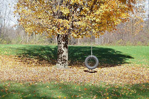 An old vehicle tire is hung with strong rope from a rural backyard maple tree as a children's swing. The leaves have changed to the bright colors of late autumn and it won't be long before the wind has blown all the branches bare. Slight motion blur on two or three leaves floating in the breeze. Selective focus on the tire.