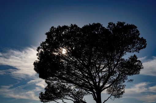 sun shining through a pine tree silhouette against cloud sky