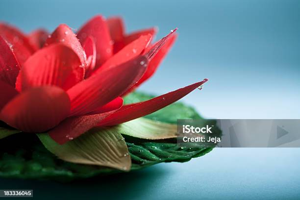 Vermelho Flor De Lótus - Fotografias de stock e mais imagens de Natureza - Natureza, Vermelho, Azul