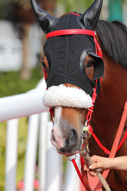 Horse head "Horse head with one cowl Blinker, Ear Plugs and Shadow Roll." horse head with ear plugs stock pictures, royalty-free photos & images
