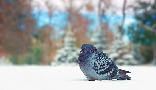 A colored dove on the snow fluffs up its feathers due to the cold, on a blurred background of nature