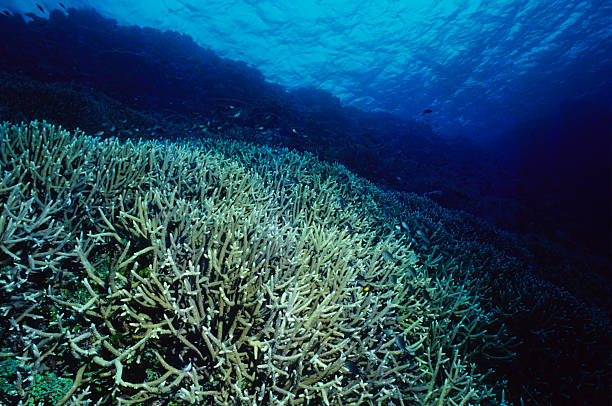 Staghorn Coral Garden healthy coral reef deep sea staghorn coral school of fish stock pictures, royalty-free photos & images