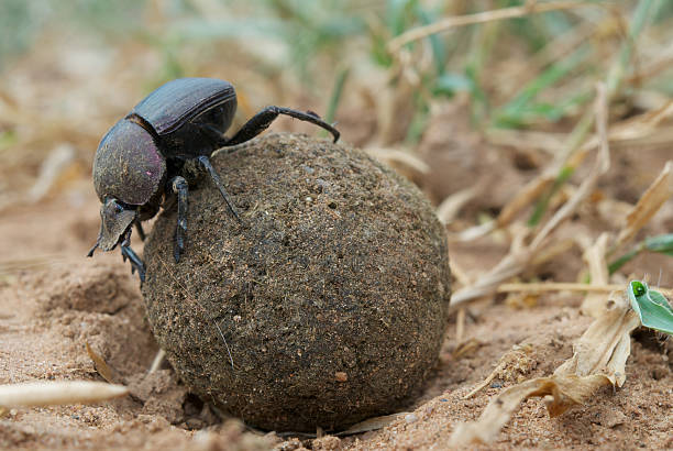 dung beetle rolling ball stock photo