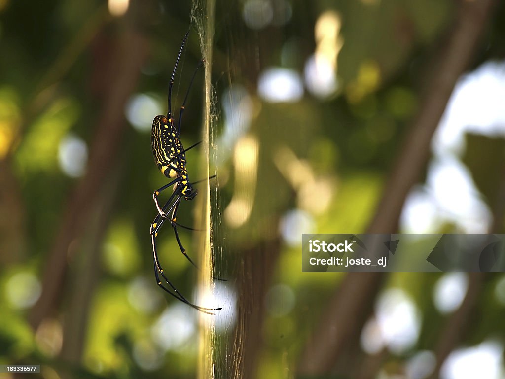 Golden orb spider (Nephila maculata) side view Giant golden orb spider on his web photographed from side in the forests of Nepal. Abdomen Stock Photo