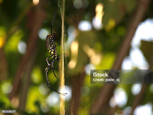 Golden Orb Spider Side View Stock Photo - Download Image Now - Abdomen, Animal, Animal Abdomen