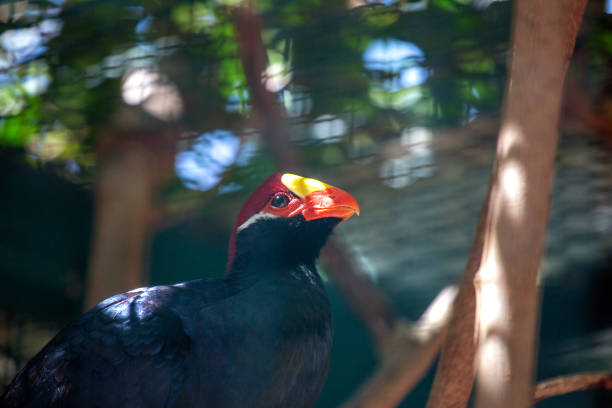 Exquisite Violet Turaco, Musophaga violacea, native to Africa's woodlands. Admire its regal presence and stunning violet and green plumage amidst the lush foliage.