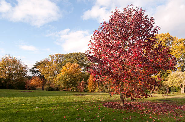 Beautiful fall day landscape with large sweetgum tree stock photo