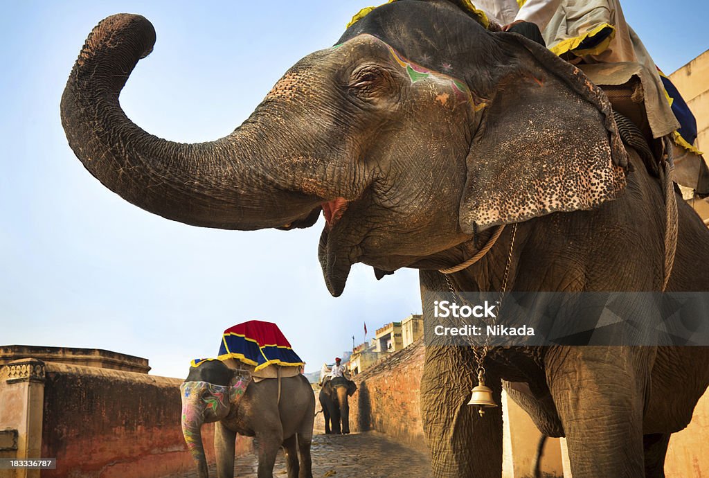 Elefante indiano em Jaipur - Foto de stock de Animal royalty-free