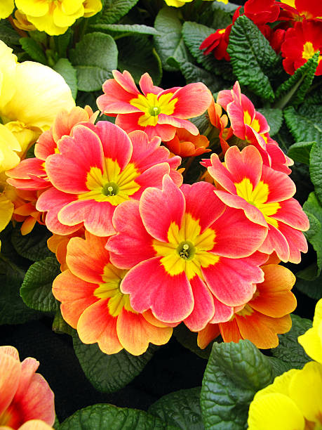 istock Close up of a pink primula flower 183336987